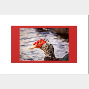 Muscovy Duck Posters and Art